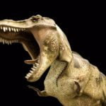 Quiz spørsmål og svar junior rex