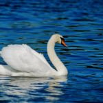 Underholdning quiz 1 musikk svanesjøen