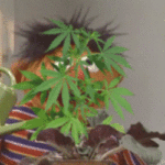 Kan nest mest om narkotika 3