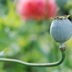 Narkotika og narkotiske stoffer